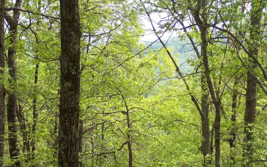 30 Coyote Cove, Hayesville, NC 28904 - Image #3