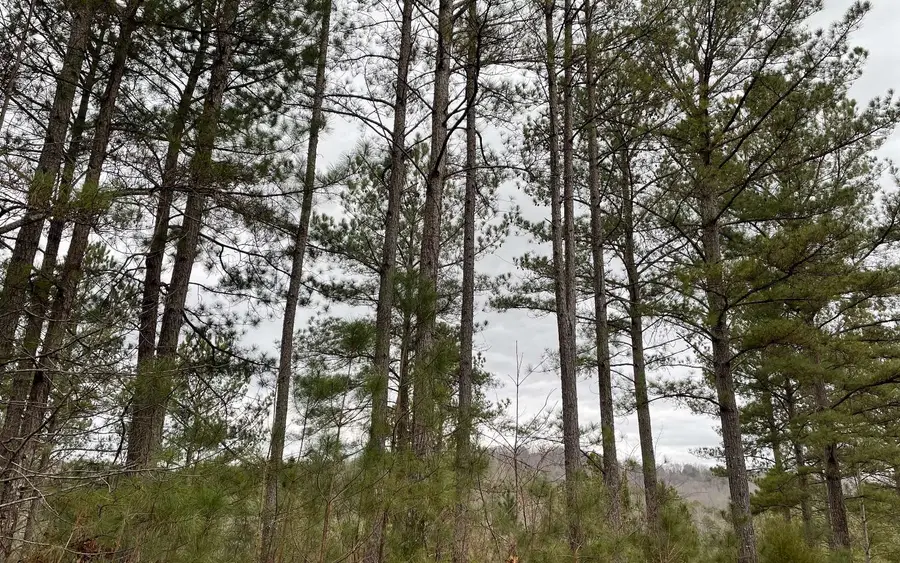LOT46 Pinehurst Road, Blairsville, GA 30512 - #2