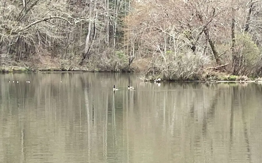 LOT 5 Trillium Heights, Hayesville, NC 28904 - Image #2