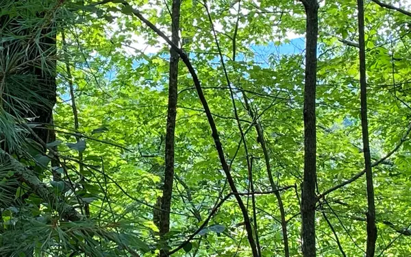 Lot 645 Wedowee Ct (lot 645), Ellijay, GA 30540