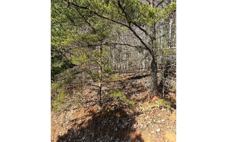 56C Indian Trail, Hayesville, NC 28904 - Image #3