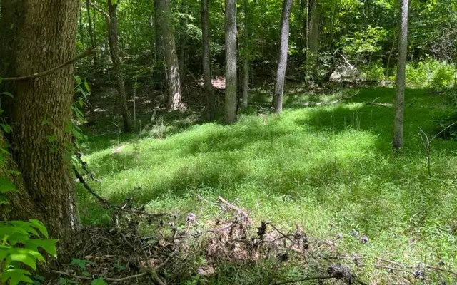 LOT5 Pine Ridge Drive, Warne, NC 28909 - Image #2