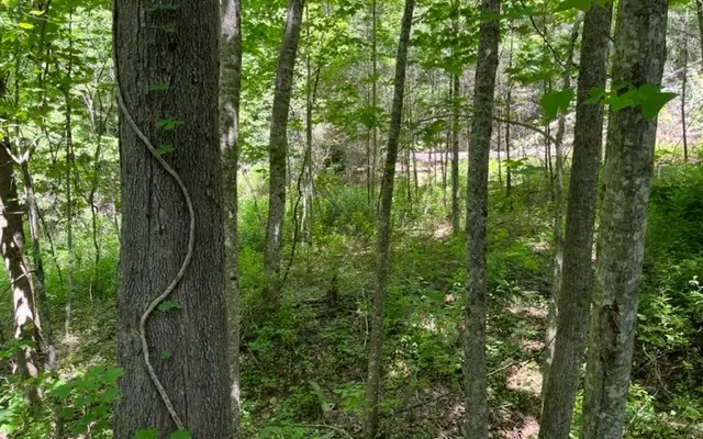 LOT6 Pine Ridge Drive, Warne, NC 28909 - Image #2