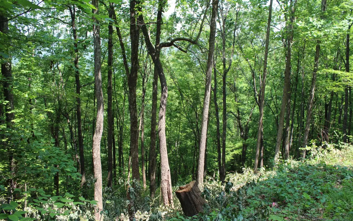 LT 73 Shiloh, Hayesville, NC 28904 - Image #1