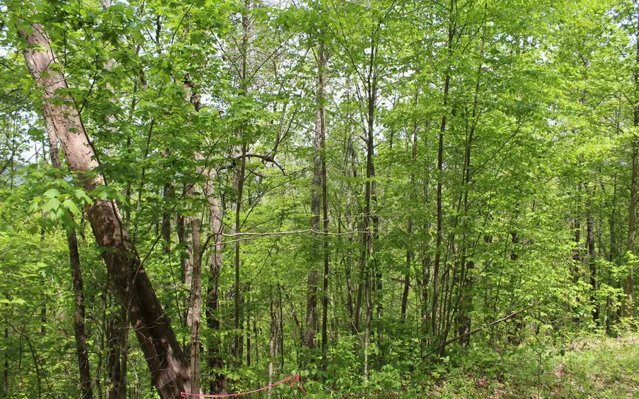 LT 73 Shiloh, Hayesville, NC 28904 - Image #3