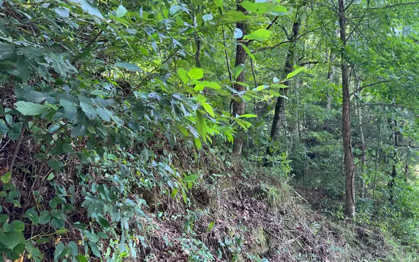 Lot 77 Fires Creek Cove Road, Hayesville, NC 28904