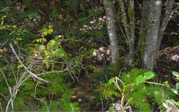 #1 Willow Ridge 7a #1, Warne, NC 28909