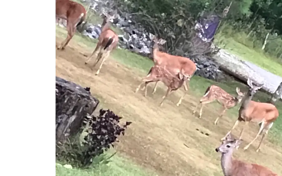 76 Watts Place N., Blairsville, GA 30512 - Image #3