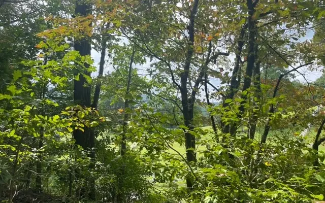 LT 9 Wildwood Drive #9, Hayesville, NC 28904 - Image #2