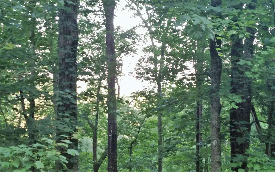 16 Oak Ridge South, Hayesville, NC 28904 - Image #3