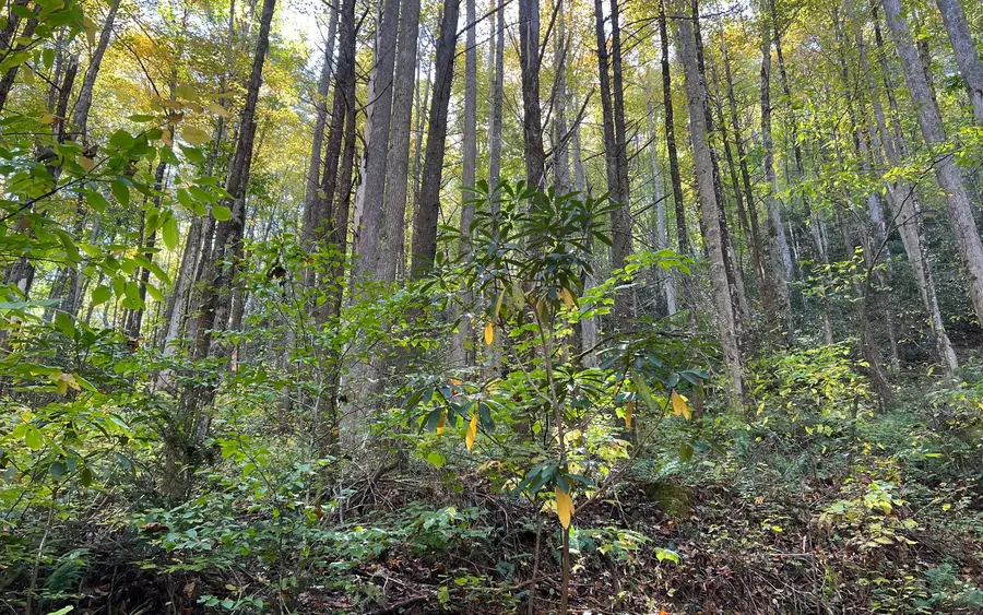 TR 1 Tusquittee Road, Hayesville, NC 28904 - Image #3