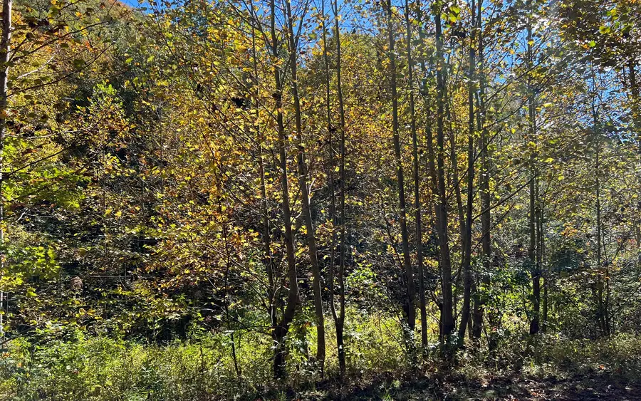 4AC Tusquittee Road, Hayesville, NC 28904 - Image #2