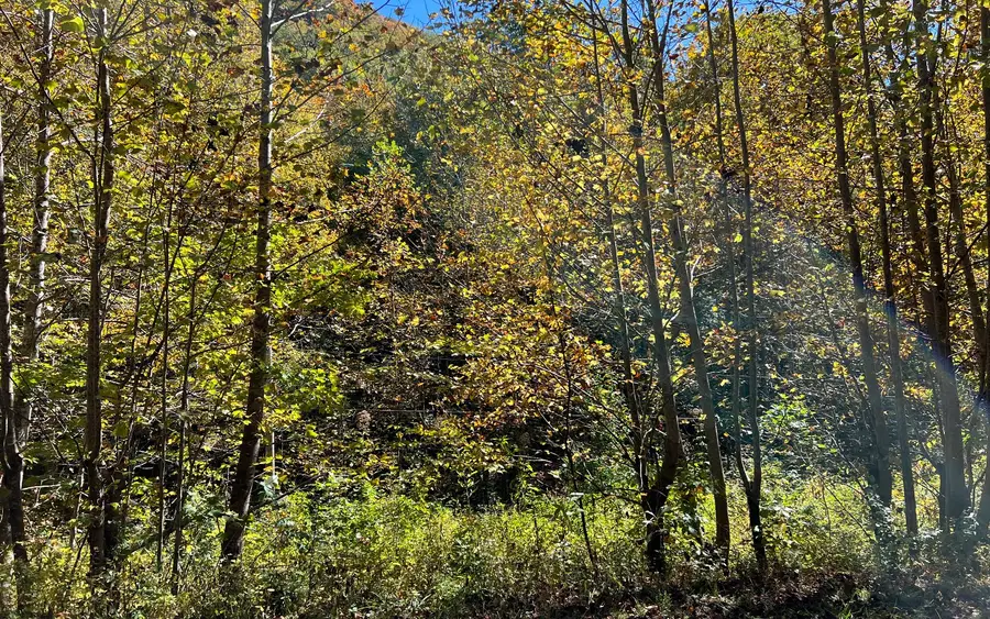 4AC Tusquittee Road, Hayesville, NC 28904 - Image #3