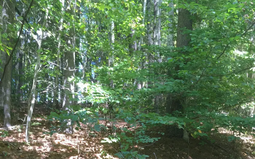 LOT 1 Red Oak Ridge, Hayesville, NC 28904 - Image #3