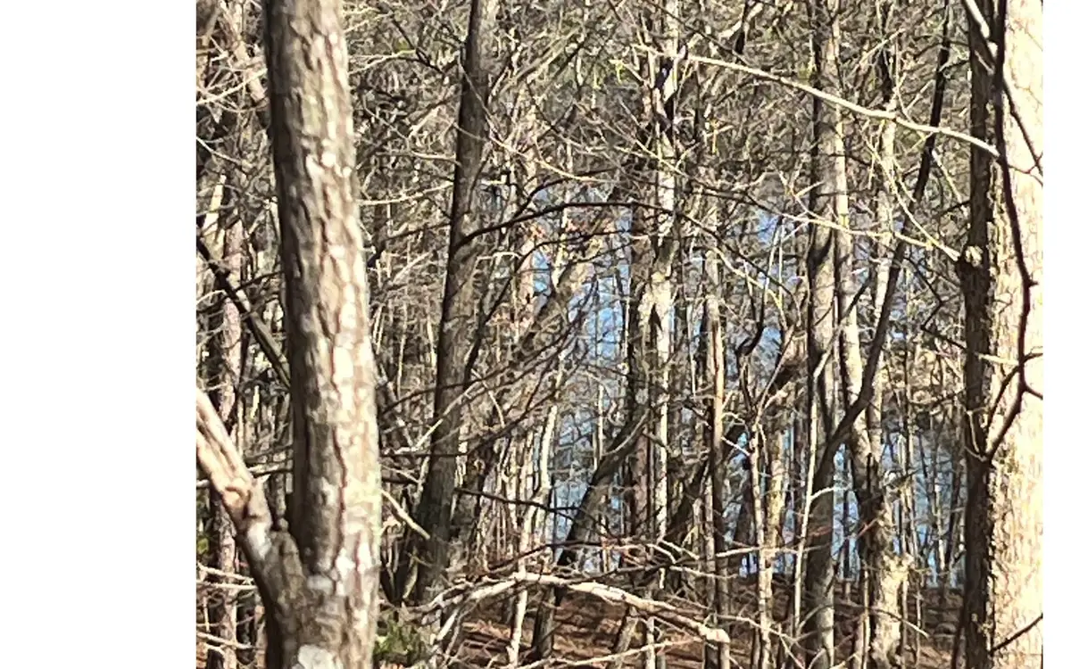 Campbell Camp Circle, Blue Ridge, GA 30513 - #1