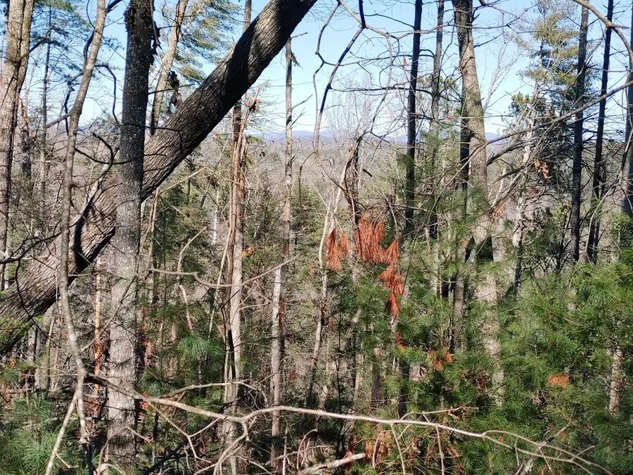 Lot 928 Myna Drive, Ellijay, GA 30540 - #2