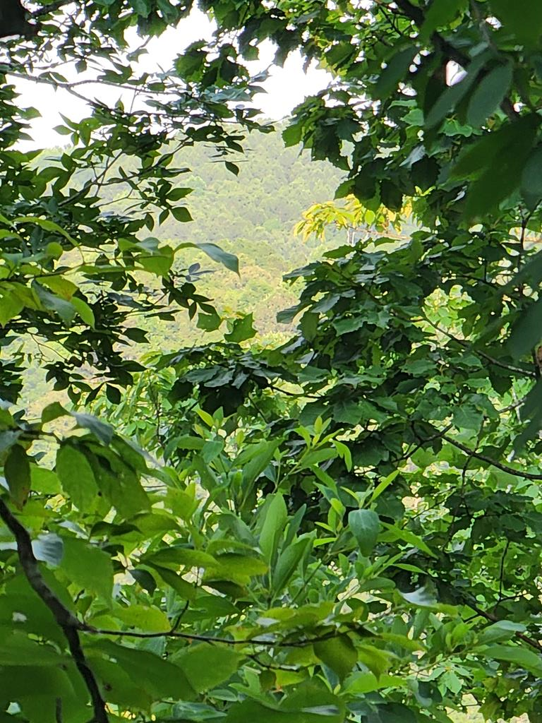 932 Apex Ct, Ranger, GA 30734 - Image #1