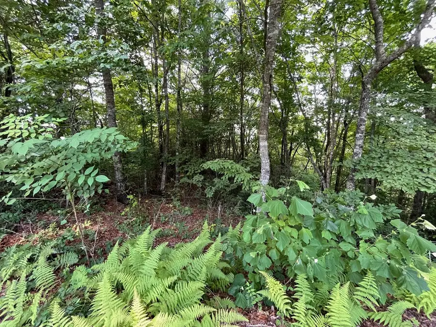 Lot 11 Little Cove Lane, Hiawassee, GA 30546 - Image #2