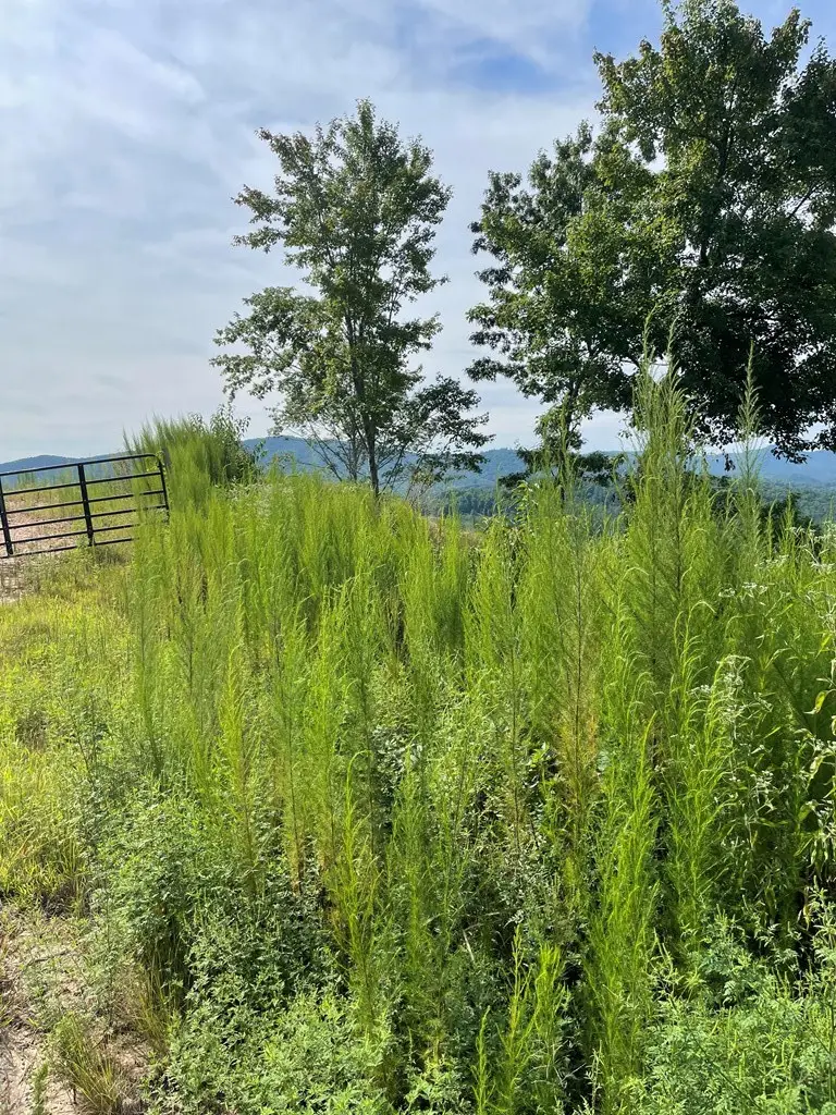 380 Sterling Point, Murphy, NC 28906 - Image #3