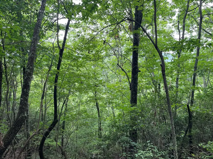 12, 13A Brasstown Heights Ln, Brasstown, NC 28902 - Image #3