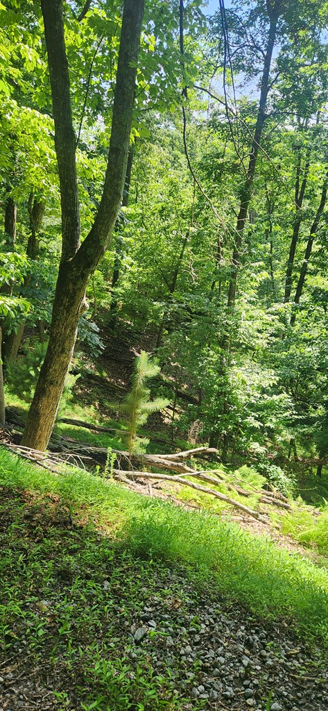 0 Mohawk Trail, Ellijay, GA 30540 - Image #3