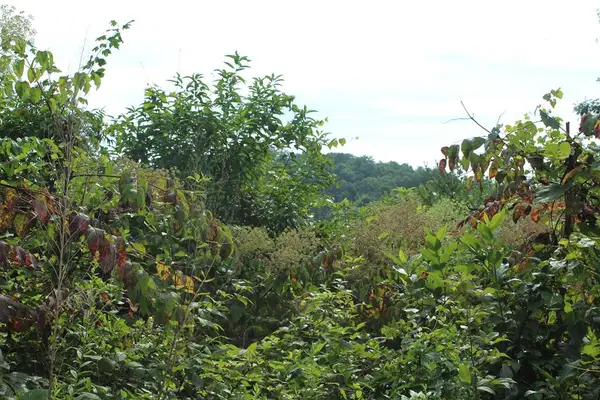 Lot 26 Trillium Heights Circle, Hayesville, NC 28904