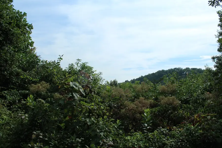 Lot 26 Trillium Heights Circle, Hayesville, NC 28904 - Image #3