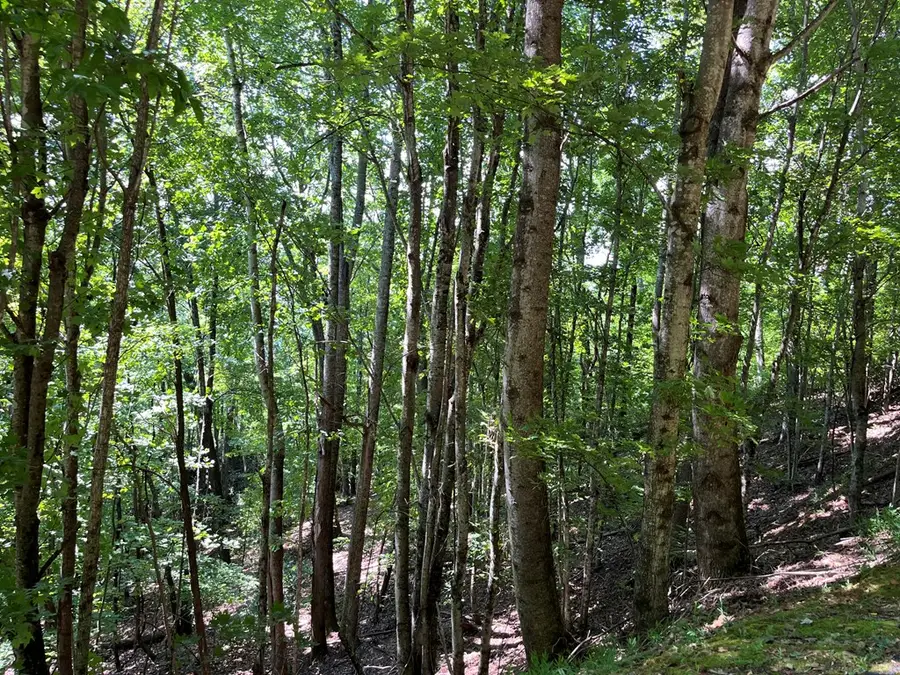 Lot 24 Double Knob Drive E, Hayesville, NC 28904 - Image #3