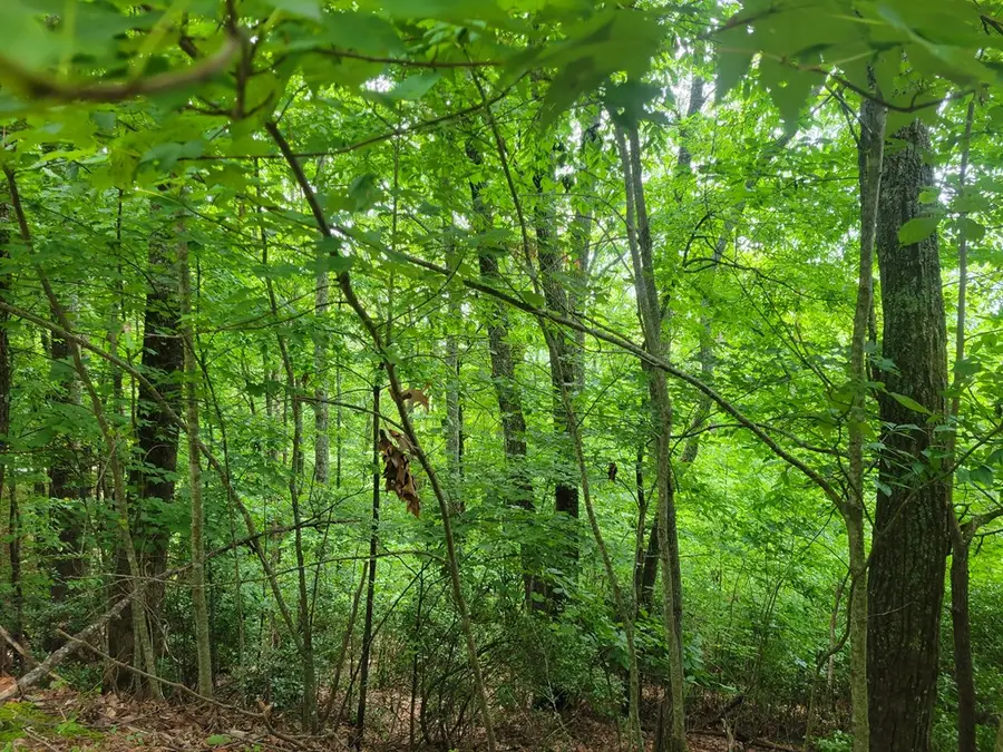 Lot 25 Double Knob Drive E, Hayesville, NC 28904 - Image #3