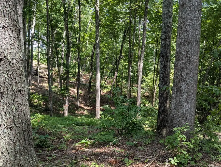 Lot 1 White Oak Circle, Blue Ridge, GA 30513 - #3