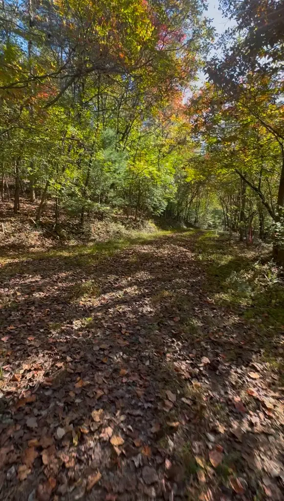 156 Ellis Ford Road, Morganton, GA 30560 - Image #3