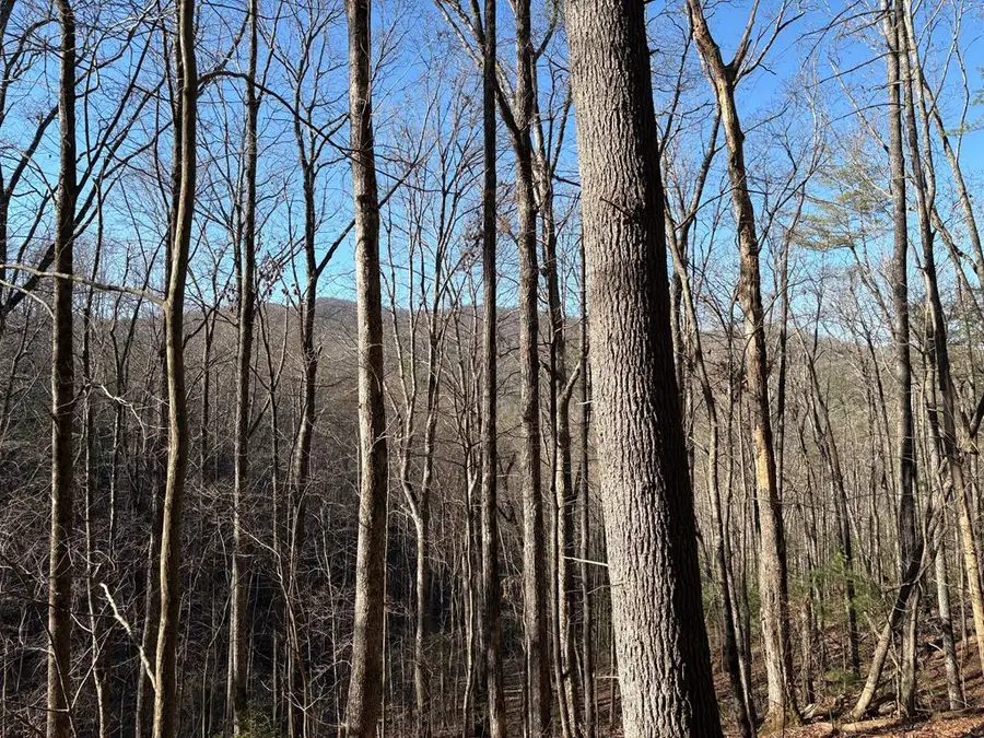 LT 62 Gobblers Knob/laurel, Suches, GA 30572 - Image #2