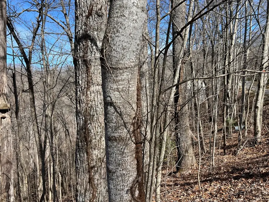 Lot 15 Bear Trail,phase 2, Hiawassee, GA 30546 - Image #3