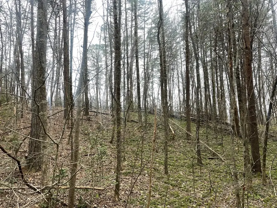 Lot 13 Wilderness Ridge Sub, Blairsville, GA 30512 - Image #3