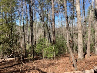 Lt 1032 Eagle Court, Ellijay, GA 30540 - Image #3