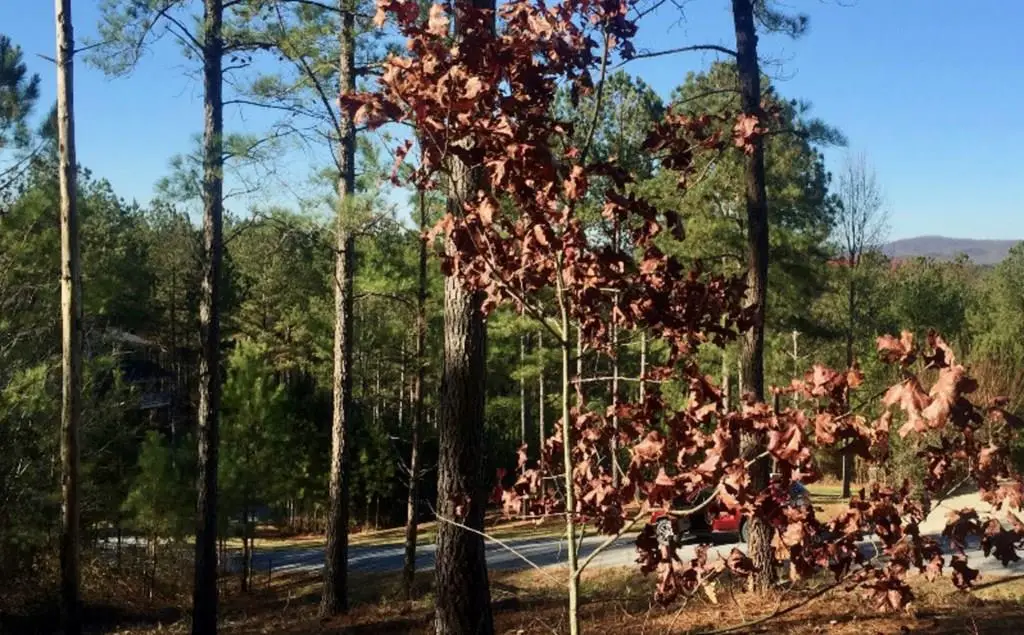 lot 38 Loftis Mountain, Blairsville, GA 30512 - Image #1