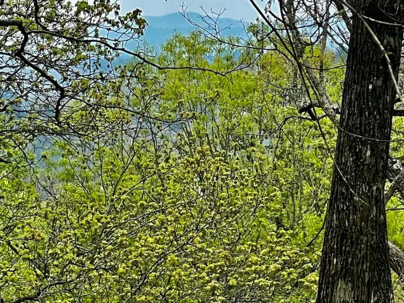 TR1-23 Majestic Mountain Trail, Murphy, NC 28906 - Image #3