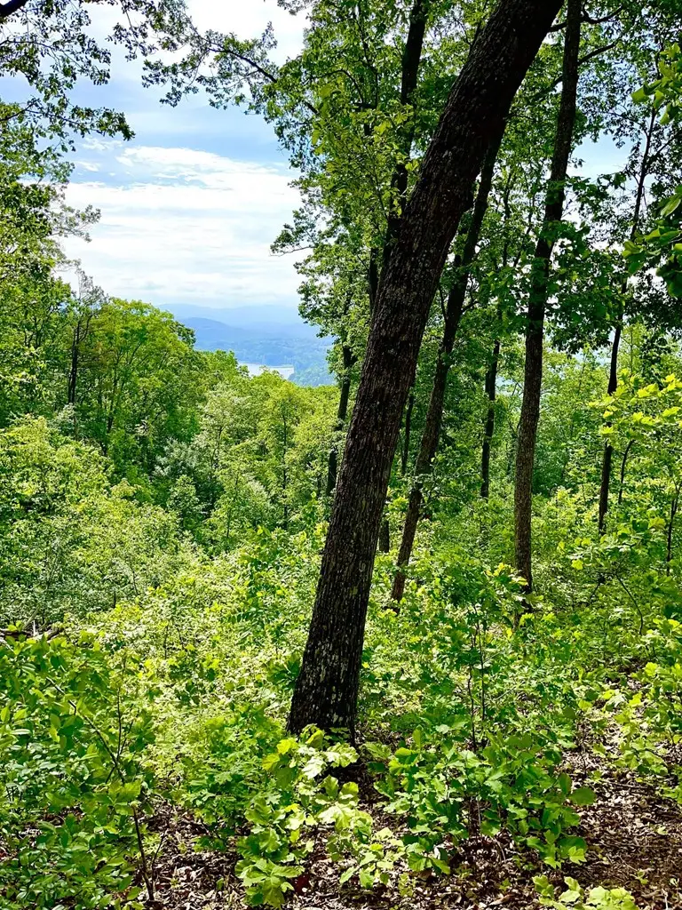 Lot 103 Highland Park Iii, Blairsville, GA 30512 - Image #2