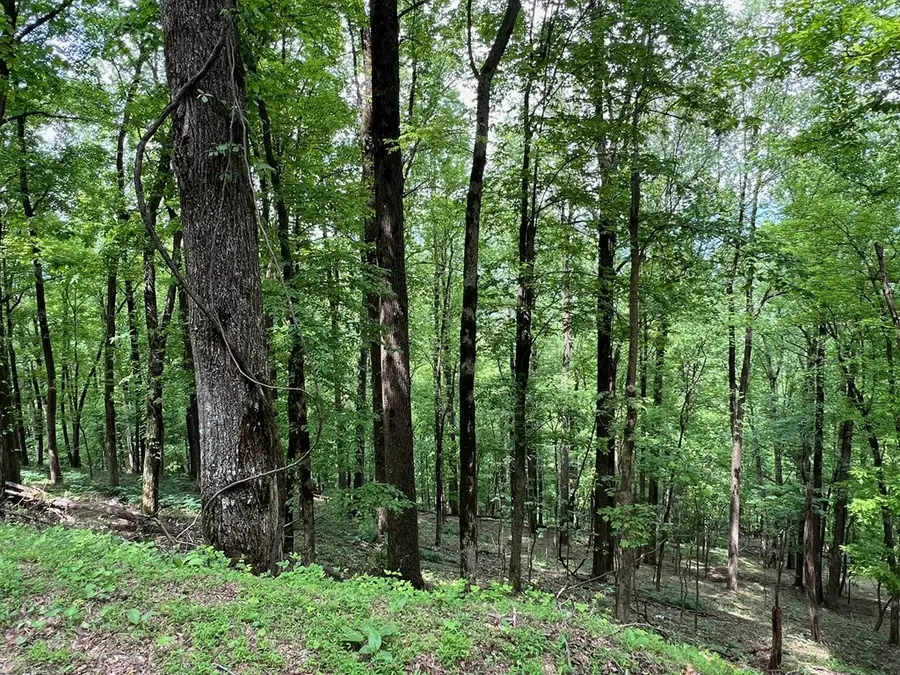 M164 Walnut Ridge, Rich Mountain, GA 30336 - Image #3