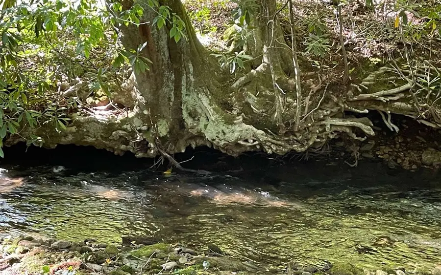 5 Tusquittee Crossing, Hayesville, NC 28904 - Image #2