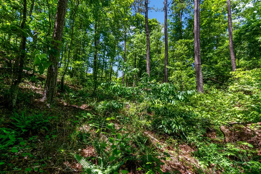 LT160 Shallow Water Trail, Talking Rock, GA 30175 - #3