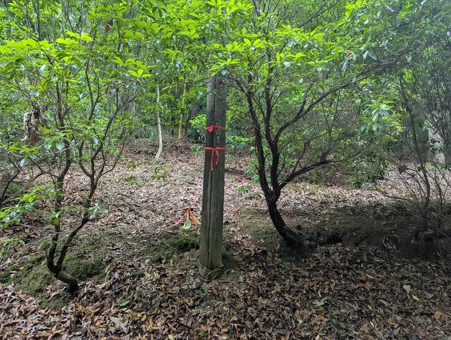 00 Wildwood Trail, Ellijay, GA 30540 - #2