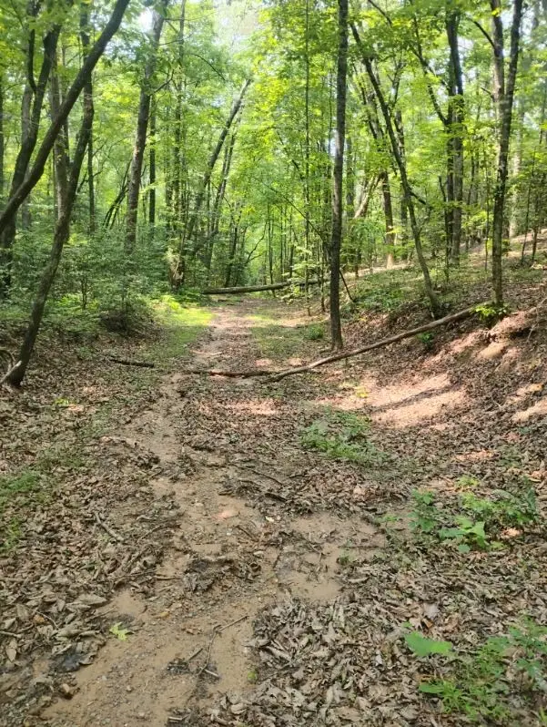 11.12 AC Lowman Road, Ellijay, GA 30536 - Image #3