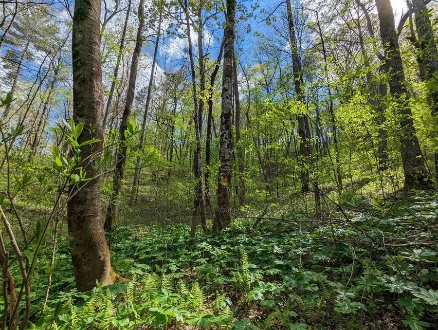 00 Buck Creek Trail, Epworth, GA 30541 - Image #2