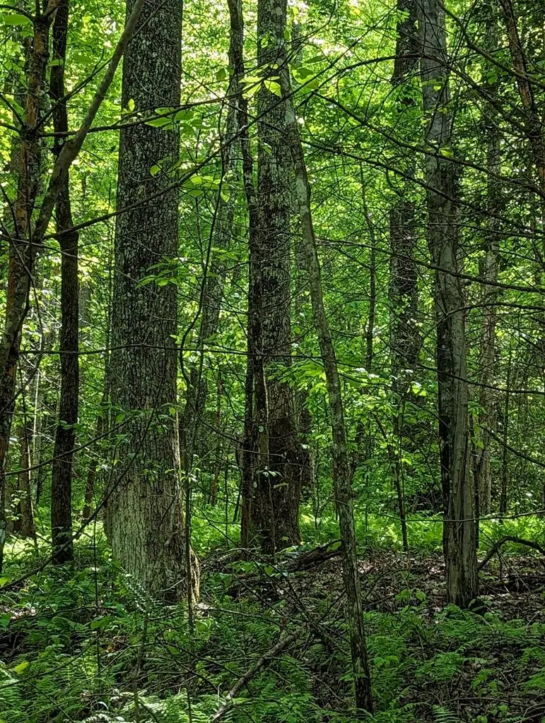 00 Buck Creek Trail, Epworth, GA 30541 - Image #3