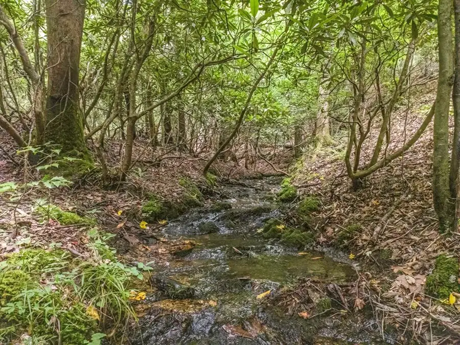 83.98 Ac Cutcane Road, Mineral Bluff, GA 30559 - Image #3