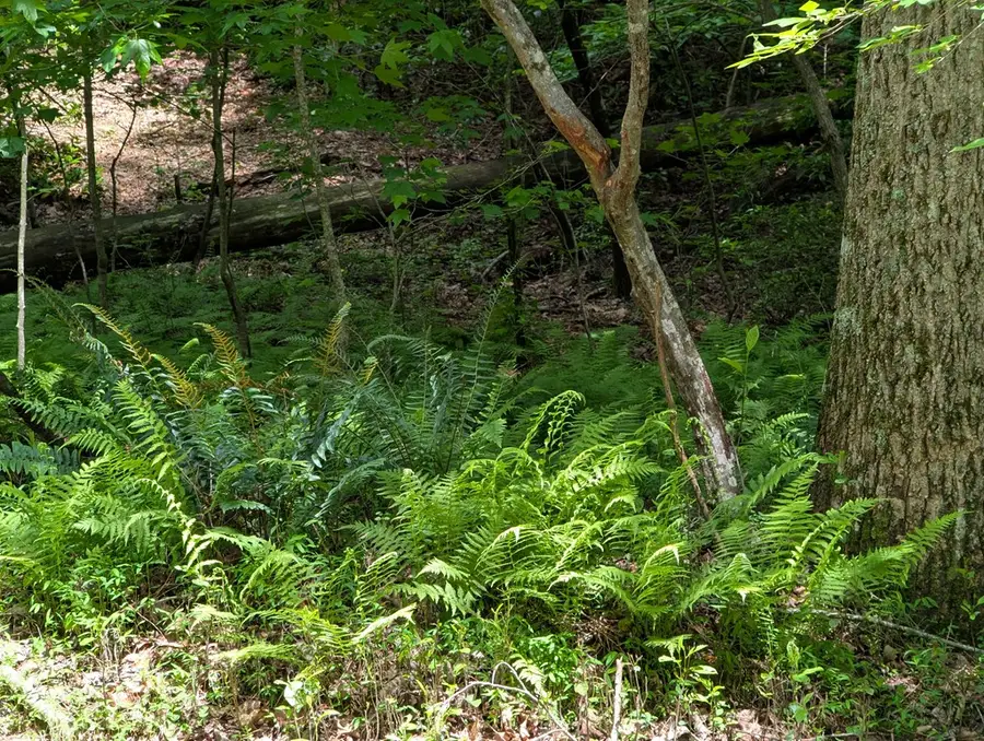 Lot 58 Acadia Drive, Ellijay, GA 30540 - #2