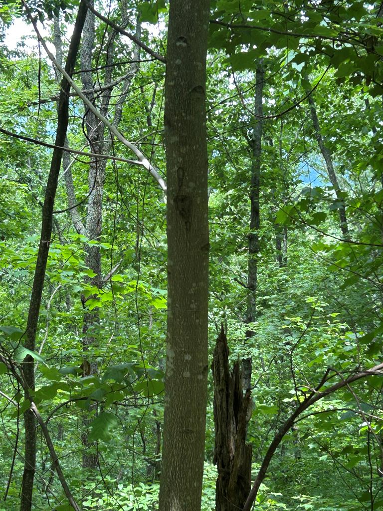 0 Ten Pointe Trail, Murphy, NC 28906 - Image #1