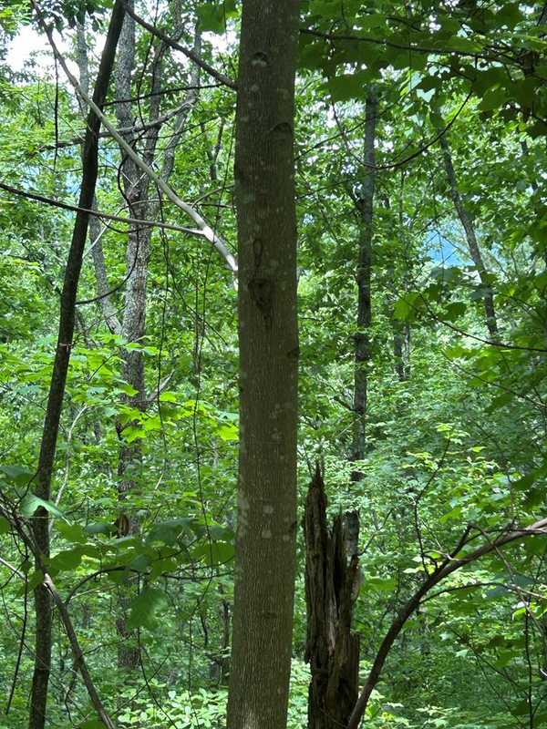 0 Ten Pointe Trail, Murphy, NC 28906