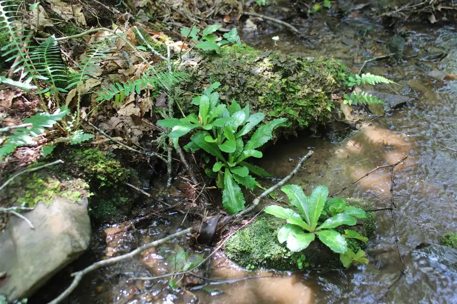 Lot 25 N Shelton Springs Drive, Hayesville, NC 28904 - Image #3